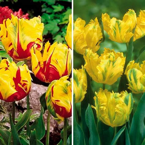 X Texas Flame Tulipa Texas Flame Tulipa Texas Gold Parrot