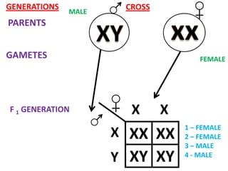 Sex Determination In Humans PDF