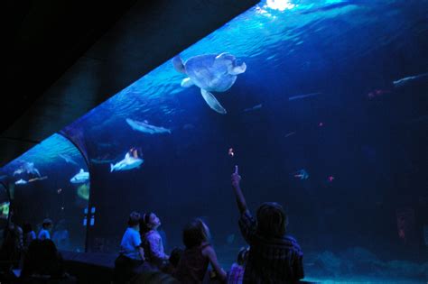 Vancouver aquarium, Canada | Vancouver aquarium, Contest site, Vancouver