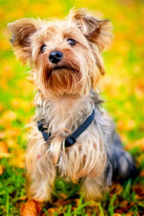 Yorkie Shedding: How Much Do Yorkshire Terriers Shed?