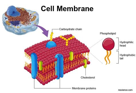 Cell Membrane Definition Structure Function And Biology