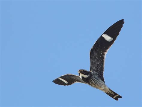 Common Nighthawk Ebirdr