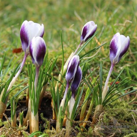 Krokuszwiebeln Pflanzen Saatfix Blumenzwiebel Shop