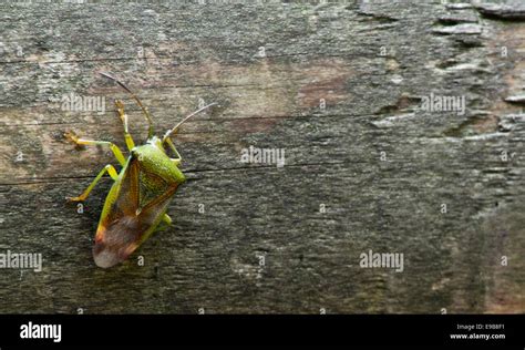 Creepy Texture Hi Res Stock Photography And Images Alamy