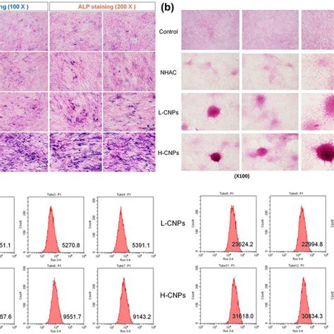 Effects Of Cnps On Calcium Ion Deposition In Mscs A Alp Staining Download Scientific Diagram