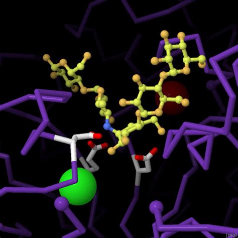 PDB 101 Molecule Of The Month Alpha Amylase