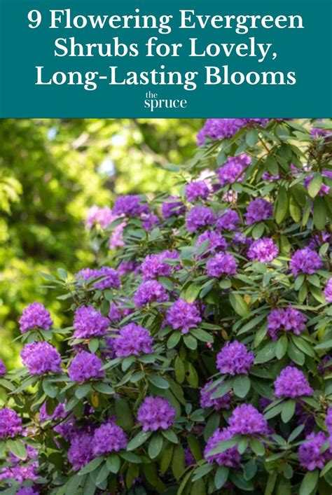 9 Flowering Evergreen Shrubs For Lovely Long Lasting Blooms Artofit