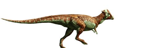 Pachycephalosaurus Size