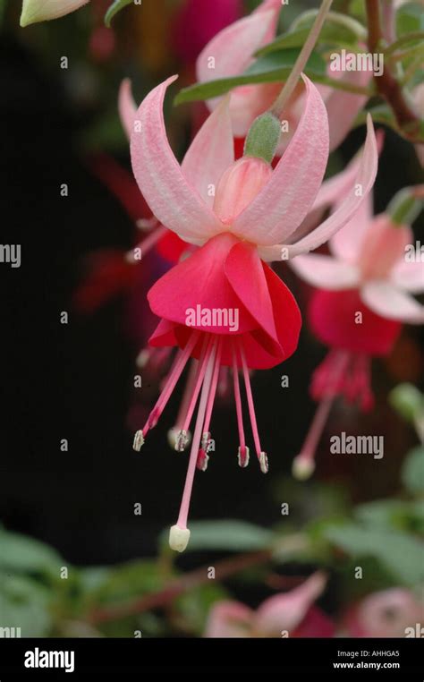Fuchsia Pink La Campanella Stock Photo - Alamy