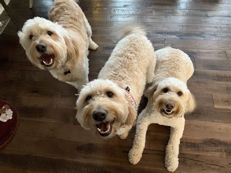 Tips to Help a Trio of Goldendoodle to Calm Down When Guests Come to