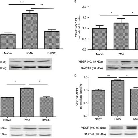 Upregulation Of PMa Induced PgP9 5 And VegF Expression In The Spinal