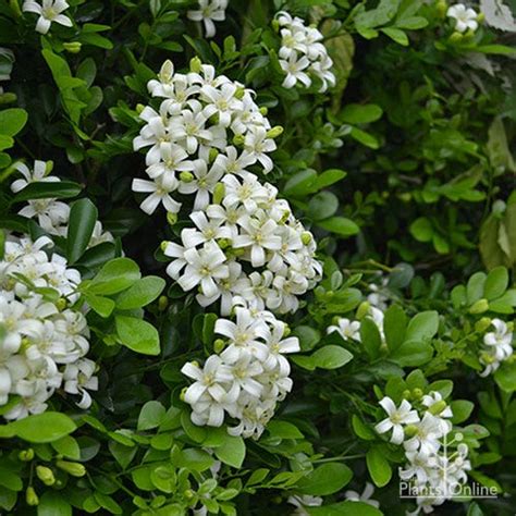 murraya paniculata mock orange australian plants