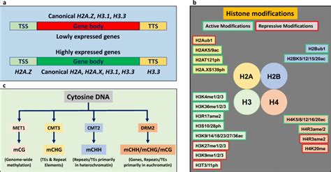 Chromatin marks. a Histone variants are distributed differently across ... 