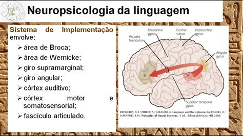 Psicologia E Neuroci Ncias Neuropsicologia Da Linguagem O Que