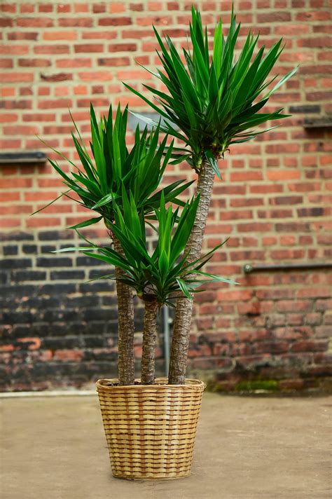 Yucca Cane – Interior Foliage Design