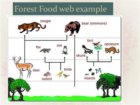 Forest Food Web Examples