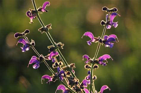 Salvia Divinorum Fant Stica Planta Sagrada Mexicana M S De M Xico