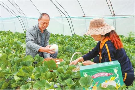 甘肃秦安：白脆瓜种出甜日子 新华网甘肃频道