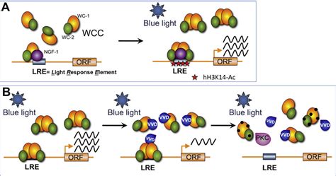 Figure From Regulation Of Transcription By Light In Neurospora Crassa