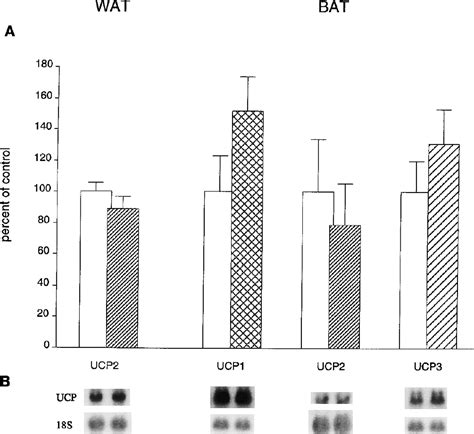 Effect Of Endurance Training On Mrna Expression Of Uncoupling Proteins