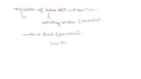 SOLVED: describe the regulation of amino acid metabolism? Explain in details