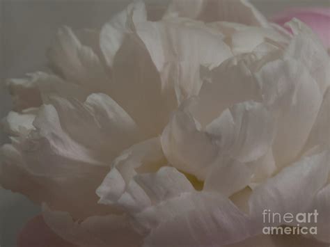 Soft Flower Petals Photograph By Christy Garavetto Fine Art America