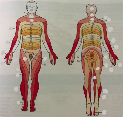 Dermatomes Picture Both Anterior And Posterior Diagram Quizlet