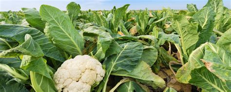 Backyard Gardening And Cauliflower How To Grow Cauliflower Farm