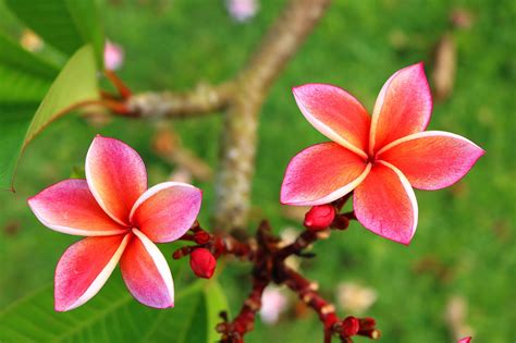 Plumeria Flower Meaning - Its Deep Symbolism in Various Cultures ...