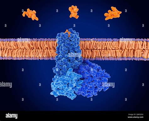 Mol Cules D Hormone Somatostatine Banque De Photographies Et Dimages