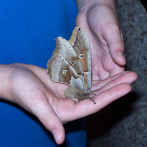 Polyphemus Moth - Antheraea polyphemus - North American Insects & Spiders