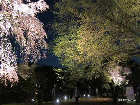 【上野の桜】 国立博物館の庭園は、お花見の穴場でした 東京生活com