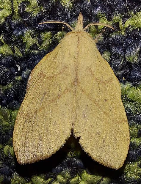 Golden Moth (not its technical name) Armidale NSW Australia. : r/moths