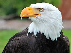 Pleins Feux Sur Les Animaux En Danger Le Pygargue T Te Blanche