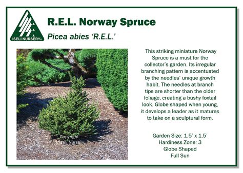 Picea Abies R E L Iseli Nursery