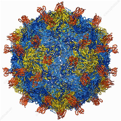 Coxsackie B3 Virus Particle Stock Image F006 9381 Science Photo