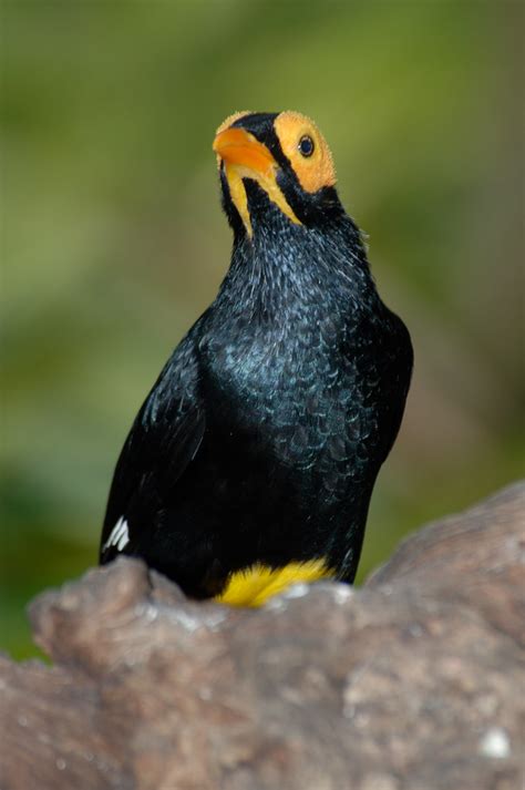 Yellow Faced Myanah Yellow Faced Myanah Mino Dumontii No Flickr