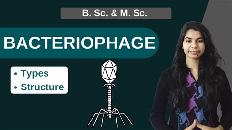 BACTERIOPHAGE || Types || Structure || B. Sc. & M. Sc. - YouTube