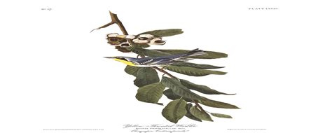 Yellow Throated Warbler | John James Audubon's Birds of America