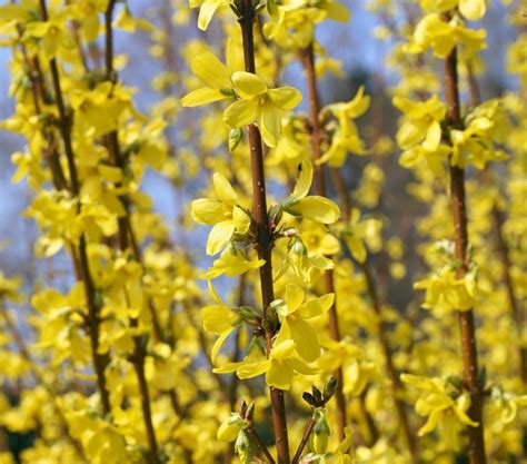 Fast Growing Forsythia Bushes Bring Summer Color to the Garden