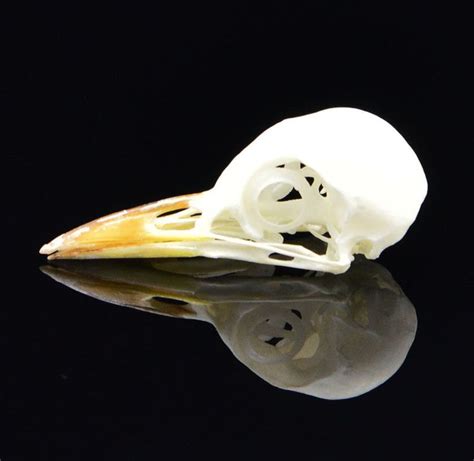 Real Taxidermy Bird Skull Bones Skeleton Specimen Arts Crafts Garrulax