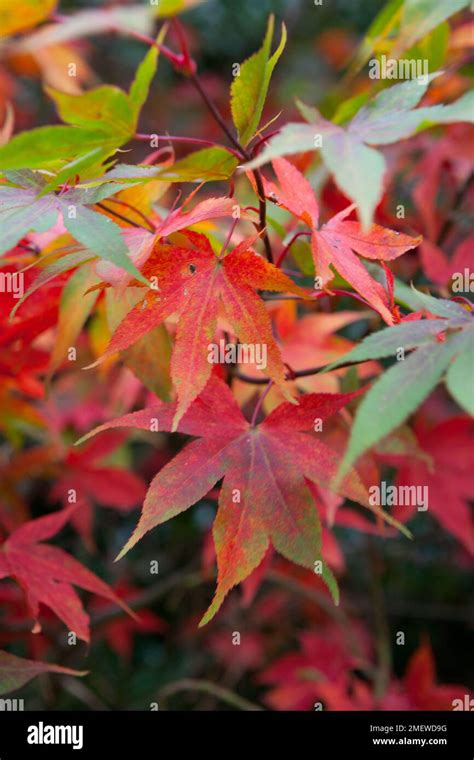 Acer Palmatum Dissectum Inaba Shidare Banque De Photographies Et Dimages à Haute Résolution Alamy