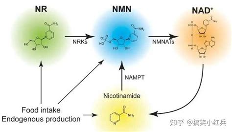 Nmn是什么，与nad有什么关系？ 知乎