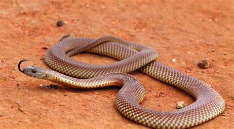 Australia Salva I Bimbi Dellasilo Da Un Serpente Velenoso Ma Viene