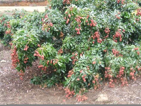 Lichia Árvore Quanto Tempo Para Produzir - Como Plantar Arvore Lichia: Muda, Broto, Adubação | Mundo Ecologia