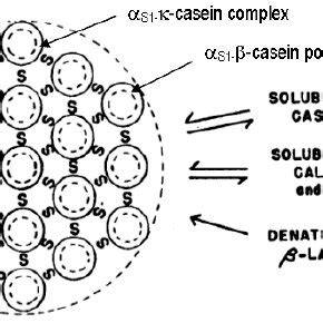 Waugh S Proposed Model For The Casein Micelle A Monomer Model For