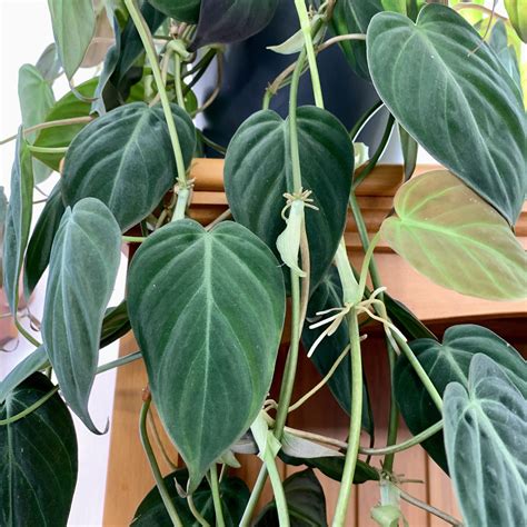 Philodendron micans care guide - WeLoveIndoorPlants