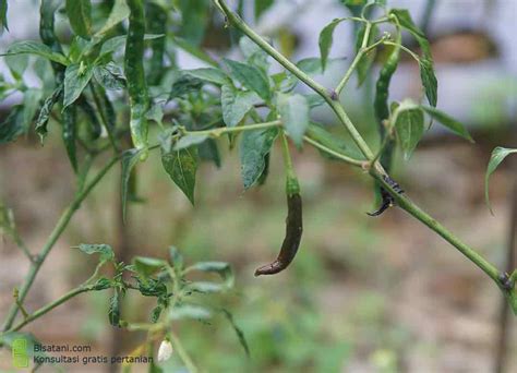 Sahabat Tani Mengatasi Patek Pada Tanaman Cabe Mengunakan Ramuan Tradisional