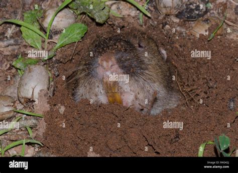 Gopher teeth hi-res stock photography and images - Alamy