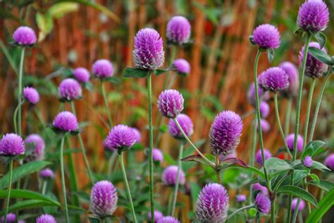 Gomphrena Propriet Fitoterapiche E Consigli Per La Coltivazione